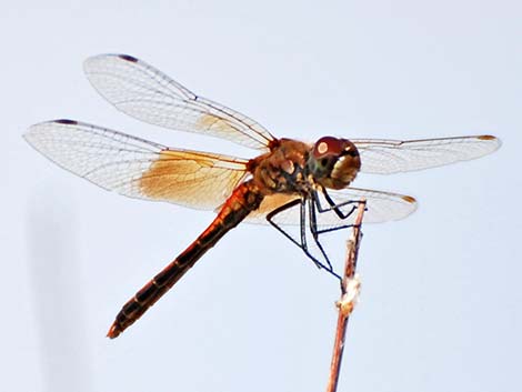 Band-winged Meadowhawk (Sympetrum semicinctum)