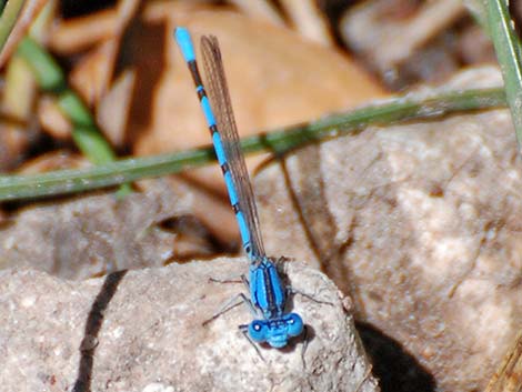 California Dancer (Argia agrioides)