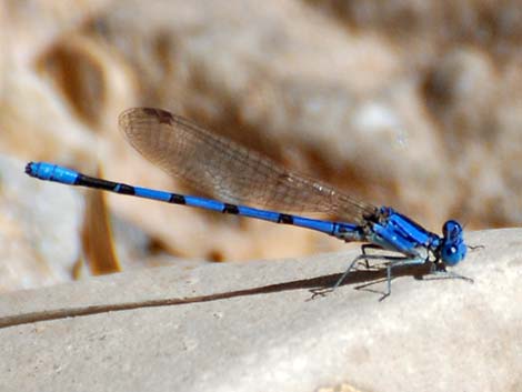 California Dancer (Argia agrioides)