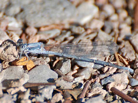 Powdered Dancer (Argia moesta)