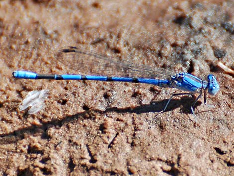 Aztec Dancer (Argia nahuana)