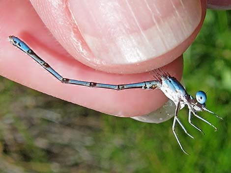 Aztec Dancer (Argia nahuana)