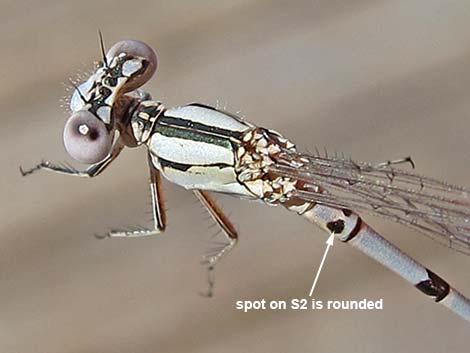 Aztec Dancer (Argia nahuana)