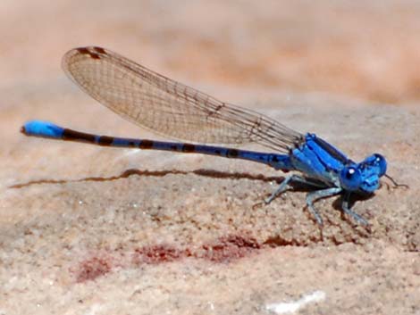 damselfly