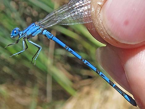 Vivid Dancer (Argia vivida)