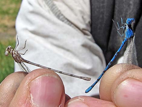 Vivid Dancer (Argia vivida)