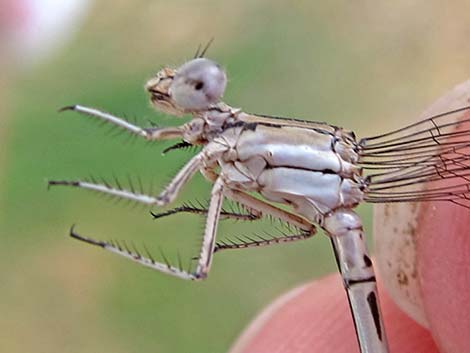 Vivid Dancer (Argia vivida)