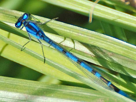 Boreal Bluet (Enallagma boreale)