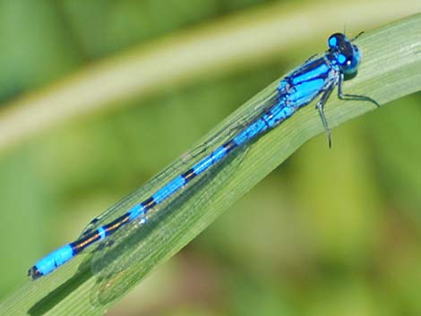 Boreal Bluet (Enallagma boreale)