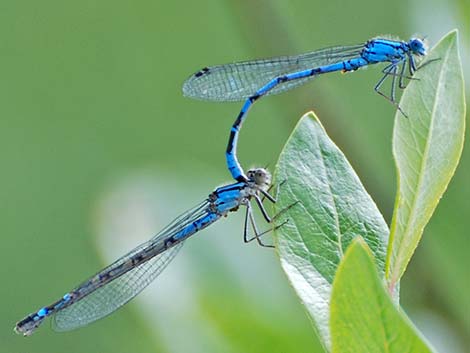 Boreal Bluet (Enallagma boreale)