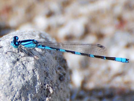 Tule Bluet (Enallagma carunculatum)