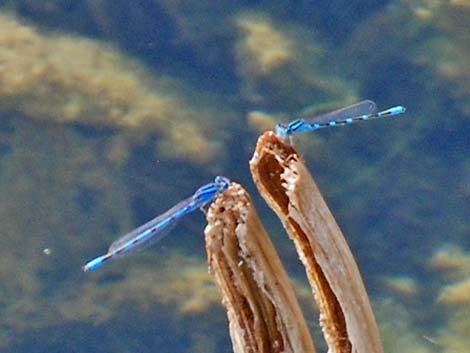 Tule Bluet (Enallagma carunculatum)