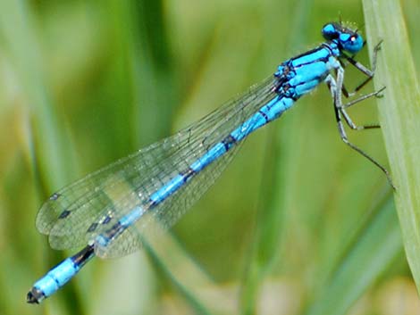 Familiar Bluet (Enallagma civile)