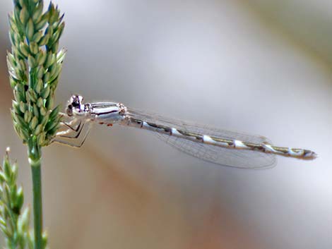 Familiar Bluet (Enallagma civile)