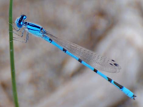 Familiar Bluet (Enallagma civile)