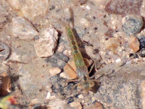 Familiar Bluet (Enallagma civile)