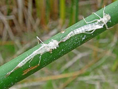 Familiar Bluet (Enallagma civile)