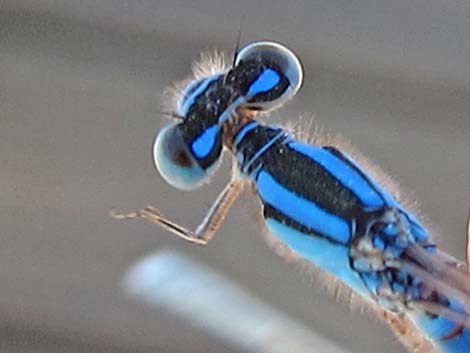 Familiar Bluet (Enallagma civile)