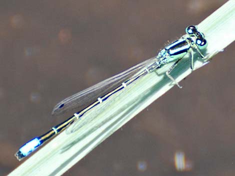 Mexican Forktail (Ischnura demorsa)