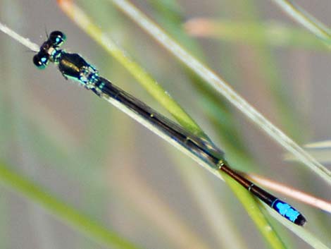 Black-fronted Forktail (Ischnura denticollis)