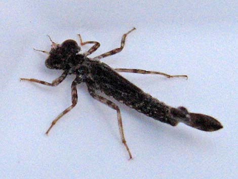 Damselfly Larvae (Suborder Zygoptera)