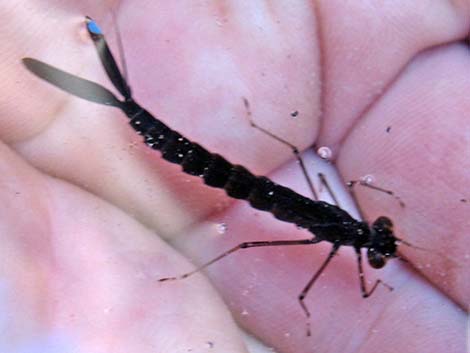 Damselfly Larvae (Suborder Zygoptera)