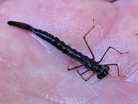 Damselfly Larvae (Suborder Zygoptera)