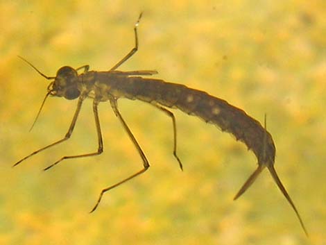 Damselfly Larvae (Suborder Zygoptera)