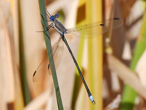 Great Spreadwing (Archilestes grandis)