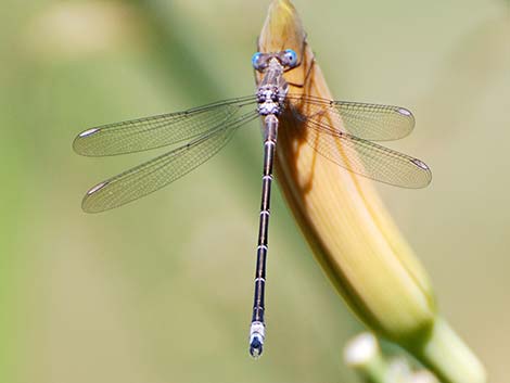 Spreadwing Damselfly (Lestes spp)