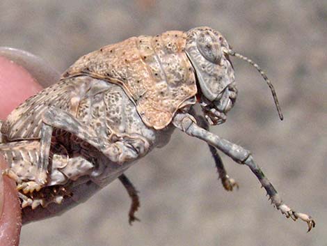 Red-shanked Grasshopper (Xanthippus corallipes)