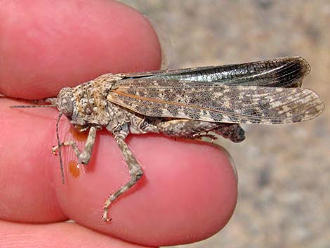 Red-shanked Grasshopper (Xanthippus corallipes)