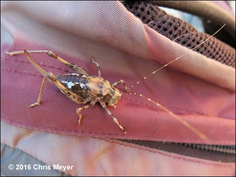 Camel Crickets (Family Rhaphidophoridae)