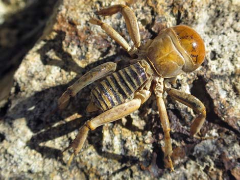 Jerusalem cricket (Stenopelmatus spp)