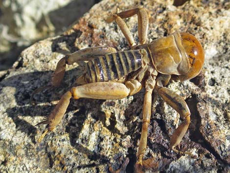 Jerusalem Cricket (Genus Stenopelmatidae)