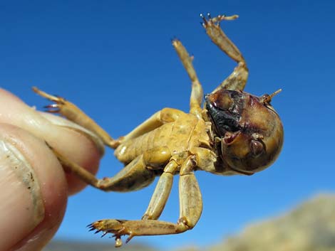 Jerusalem Cricket (Genus Stenopelmatidae)