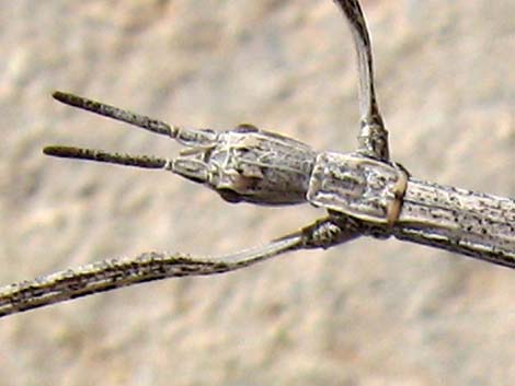 Walkingstick (Family Phasmatidae)