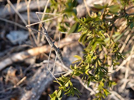 Short-horn Walkingstick (Parabacillus spp.)