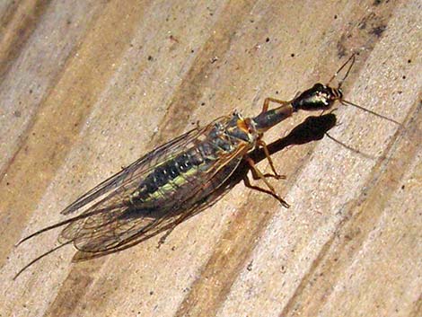 Snakeflies (Order Raphidioptera)