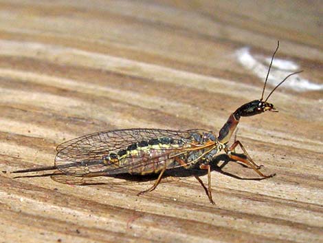 Snakeflies (Order Raphidioptera)