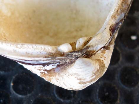 Asian Clam (Corbicula fluminea)