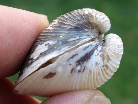 Asian Clam (Corbicula fluminea)