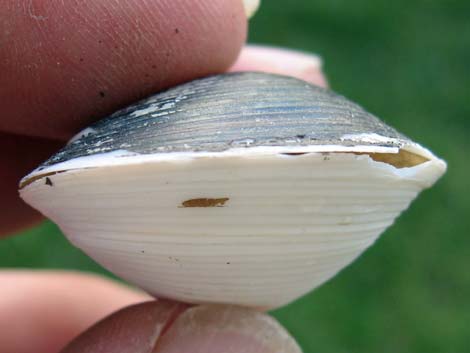 Asian Clam (Corbicula fluminea)