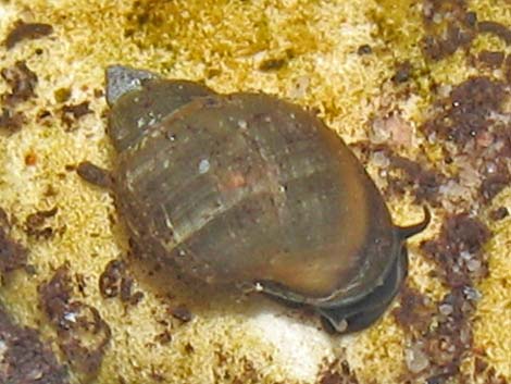 Springsnail (Physella spp.)