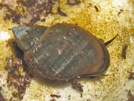 Spring Mountains Springsnail (Pyrgulopsis deaconi)