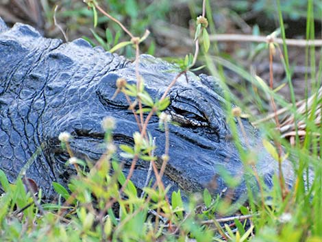 American Alligator (Alligator mississippiensis)