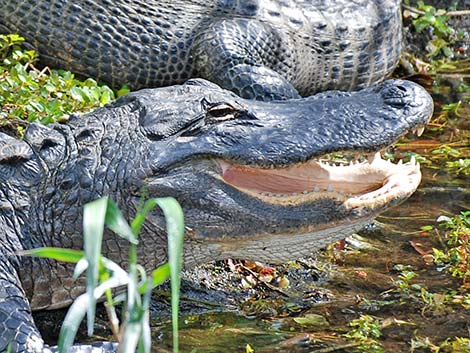 American Alligator (Alligator mississippiensis)