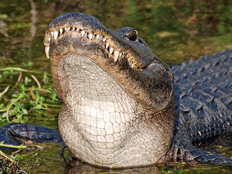 American Alligator (Alligator mississippiensis)