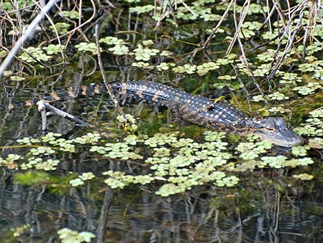 American Alligator (Alligator mississippiensis)