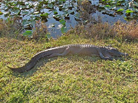 American Alligator (Alligator mississippiensis)